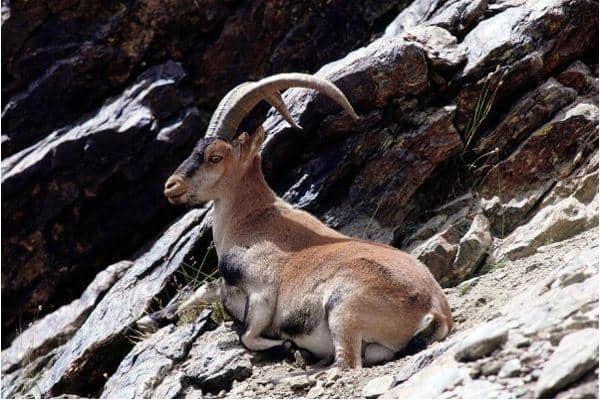 mountain_goat