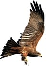 booted eagle