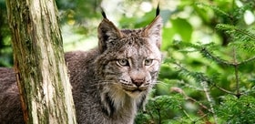 lynx wildlife