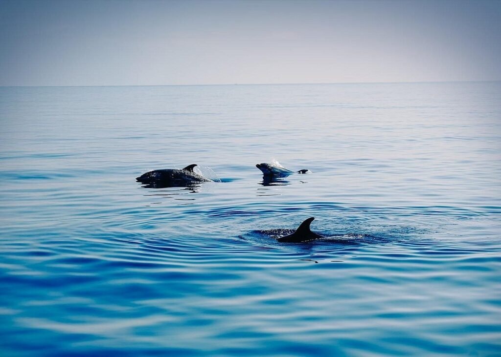 Sailboat with a view of dolphins7