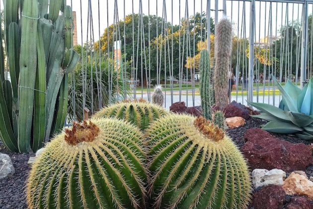 Colección Jardin cactus y suculentas Teresa